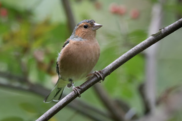 Close up of an alert male chaffinch perched on a small branch and looking right 