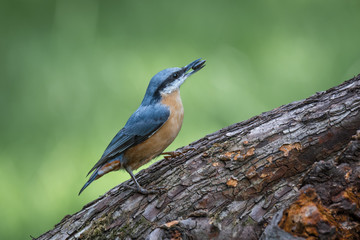 Close up of a nuthatch with a seed in its beak perched on a tree trunk pointing to the right and...