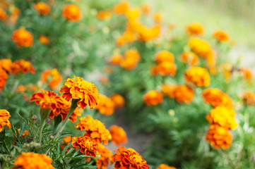 Orange marigolds