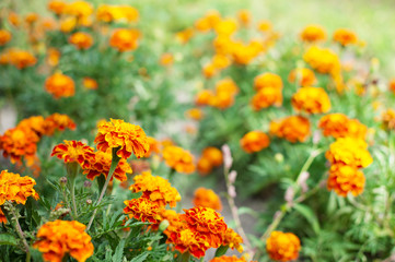 Orange marigolds