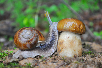Big snail and cap mushroom in forest. Boletus edulis mushroom and snail on rain in woods