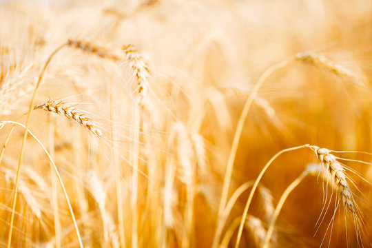 Photo of fresh wheat in field