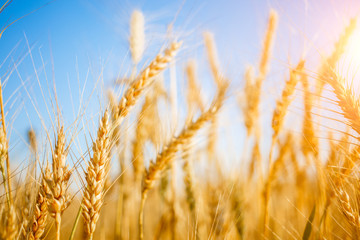 Picture of ripe wheat in field