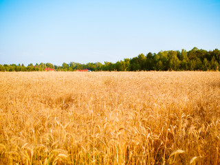 Fototapeta premium Photo of wheat spikelets in field, forest