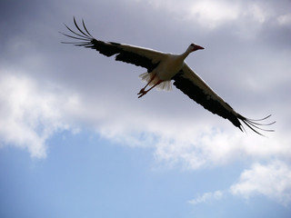 Vol de cigogne