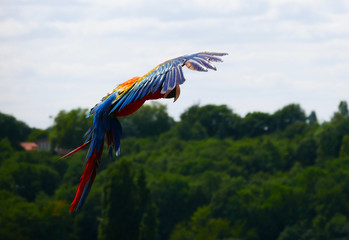 Vol de Perroquet © photoloulou91