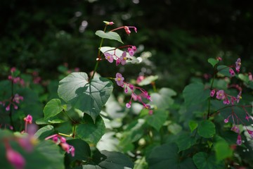 Hardy begonia