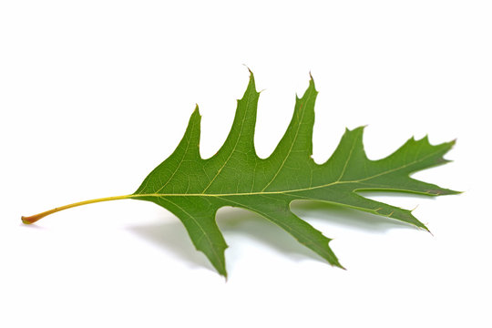 Sumpfeiche,  Blatt