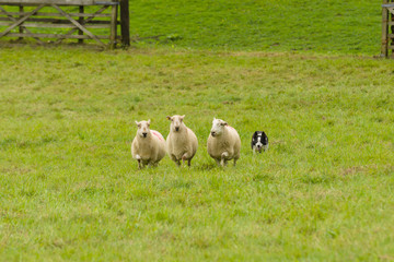Naklejka premium Walijski border collie spławia owce na farmie w Walii w Wielkiej Brytanii