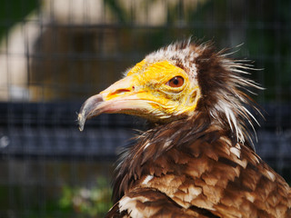 Vautour