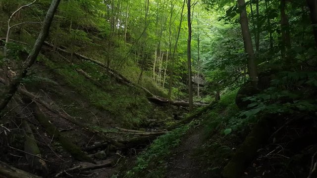 Ravine in the forest covered with a windbreak