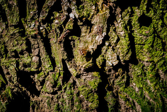 The trunk of the tree and the beautiful butterfly