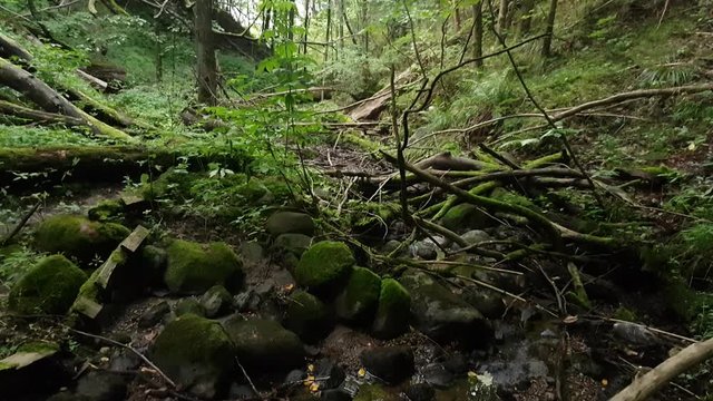 Ravine in the forest covered with a windbreak