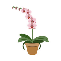 Object pink orchid in flower pot, vector