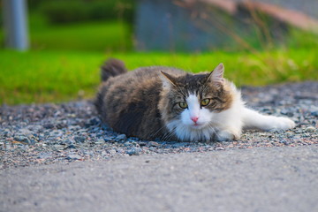 Kot leżący na kamieniach