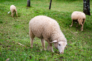 Obraz na płótnie Canvas Sheep is Eaten Grass in a Farming Outdoor.
