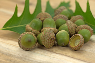 Eicheln, Sumpf-Eiche, Quercus palustris