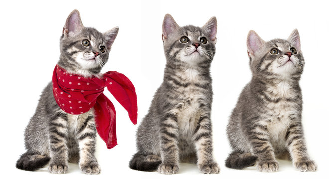 cute kittens isolated on a white background