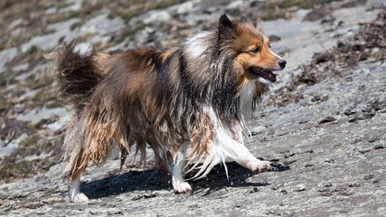 Chili the Shetland Sheepdog
