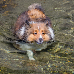 Chili the Shetland Sheepdog