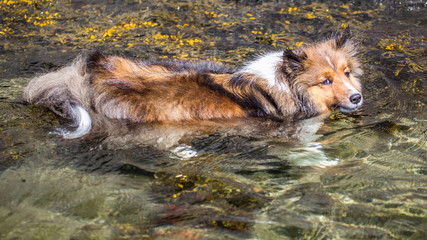 Chili the Shetland Sheepdog