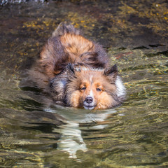 Chili the Shetland Sheepdog