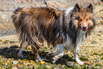 Chili the Shetland Sheepdog