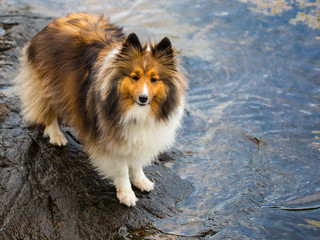 Chili the Shetland Sheepdog