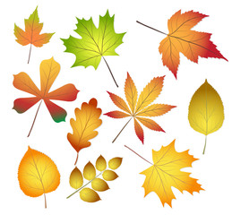 collection beautiful colourful autumn leaves isolated on white background. vector illustration
