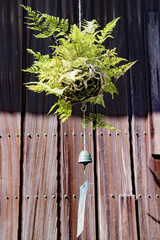 苔玉と風鈴のある茶室の板塀