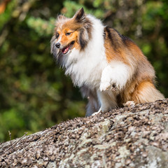 Chili the Shetland Sheepdog