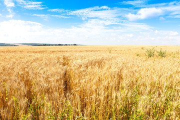 Golden wheat field with blue sky in background