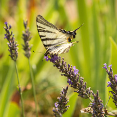 Bunch of grapes in sunlight