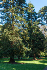 Golden Gate Park in San Francisco with a tall trees at sunny day