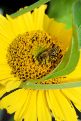 Insekten