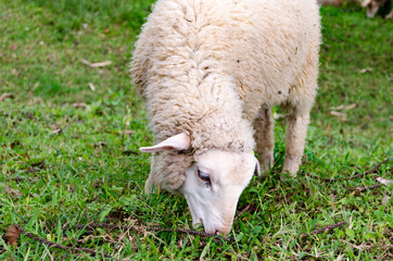 Naklejka na ściany i meble Sheep is Eaten Grass in a Farming Outdoor.