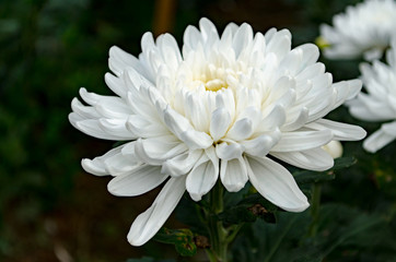 Close up The Beautiful White Chrysanthemum flowers by Taken at Doi Intanon, Chiang Mai, Thailand.