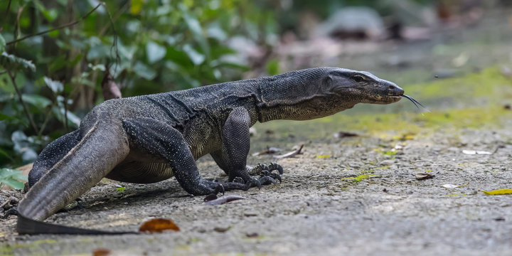 Monitor Lizard