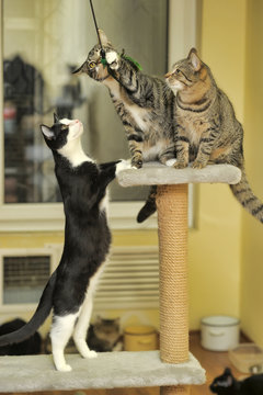 three young cats play catch