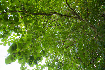 Sunlight in the foliage