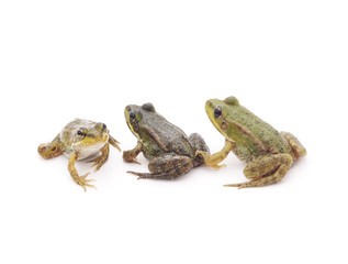 Little frogs.