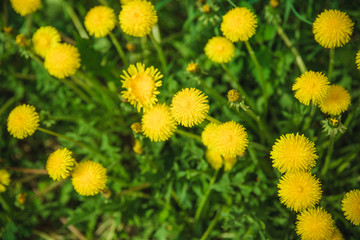 yellow dandelions in the grass