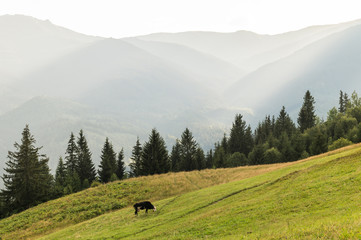 Fototapeta na wymiar Picturesque carpathian hillside with forest and meadow. Panoramic view of beautiful ukrainian highlands and a cow peacefully feeding at sunset