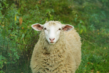 portrait of a sheep with shaggy wool