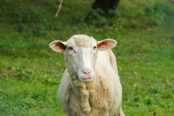 portrait of a sheep with cut wool