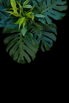 Fototapeta Dekoracja tropikalnych liści na czarnym tle, draceny z paproci, monstera i cytryny.