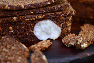 Brot Schimmel