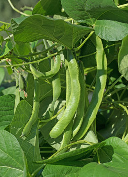 Feuerbohnen, Phaseolus coccineus, Prunkbohnen