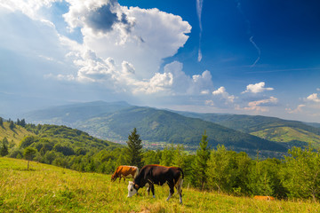 Fototapeta na wymiar Pair of cows on pastures in Carpathians mountain grassland, Ukraine