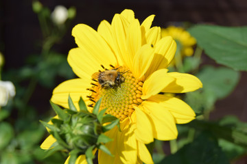 Insekten